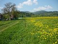 Meadow